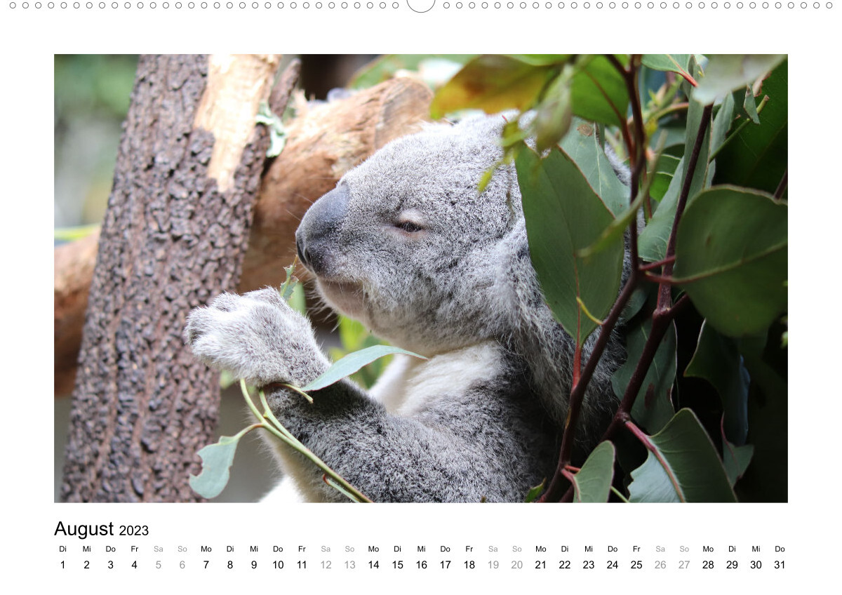 Traumziel Australien - Faszinierende Tierwelt 2023 (Premium, hochwertiger DIN A2 Wandkalender 2023, Kunstdruck in Hochglanz)