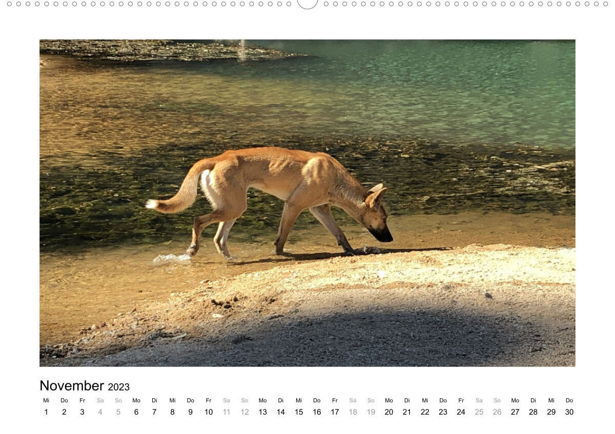 Traumziel Australien - Faszinierende Tierwelt 2023 (Premium, hochwertiger DIN A2 Wandkalender 2023, Kunstdruck in Hochglanz)