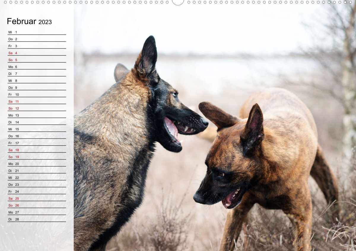 Tierische Actionhelden (Premium, hochwertiger DIN A2 Wandkalender 2023, Kunstdruck in Hochglanz)