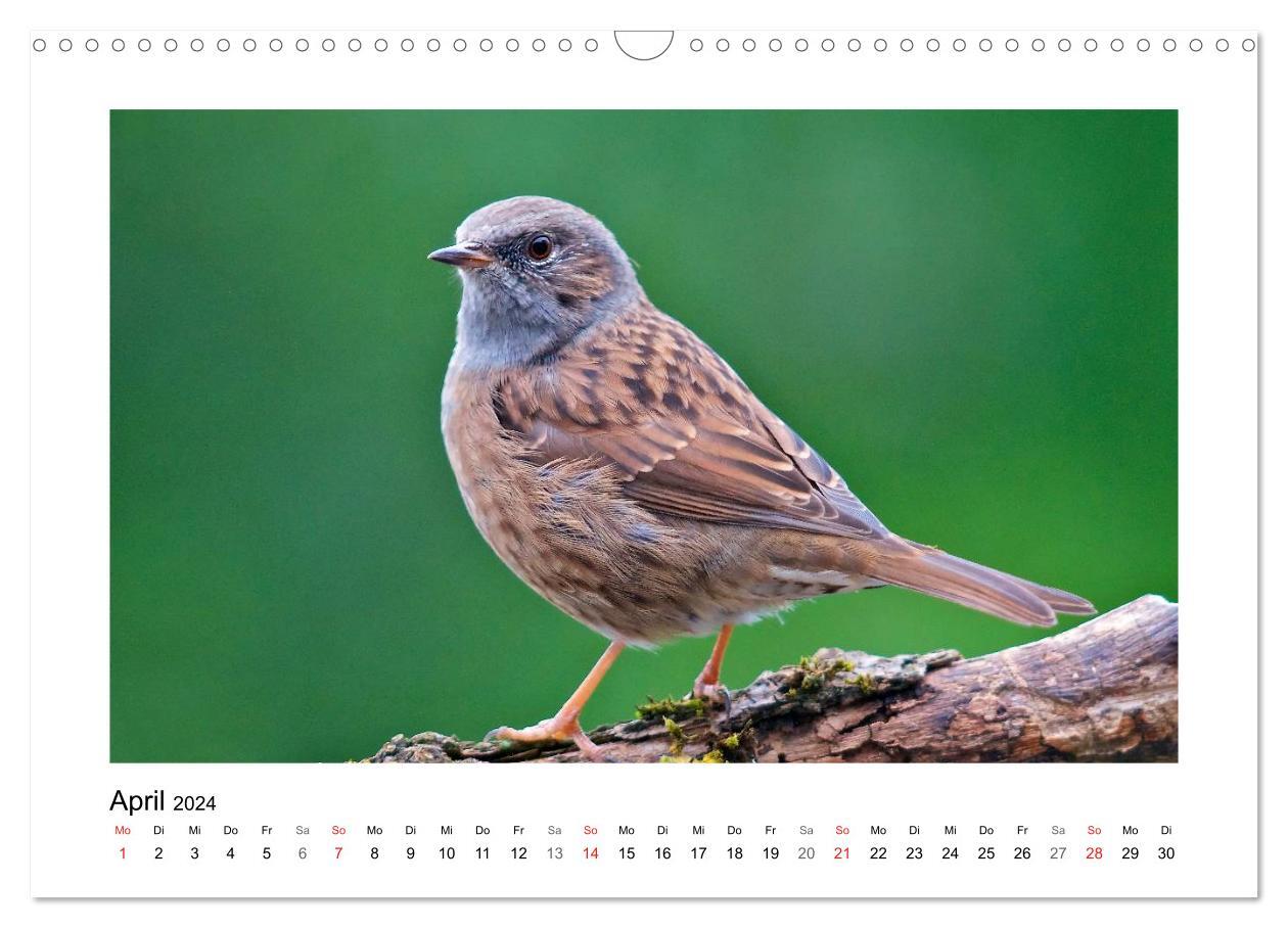 Artisten in Federn - Vögel unserer Gärten (Wandkalender 2024 DIN A3 quer)