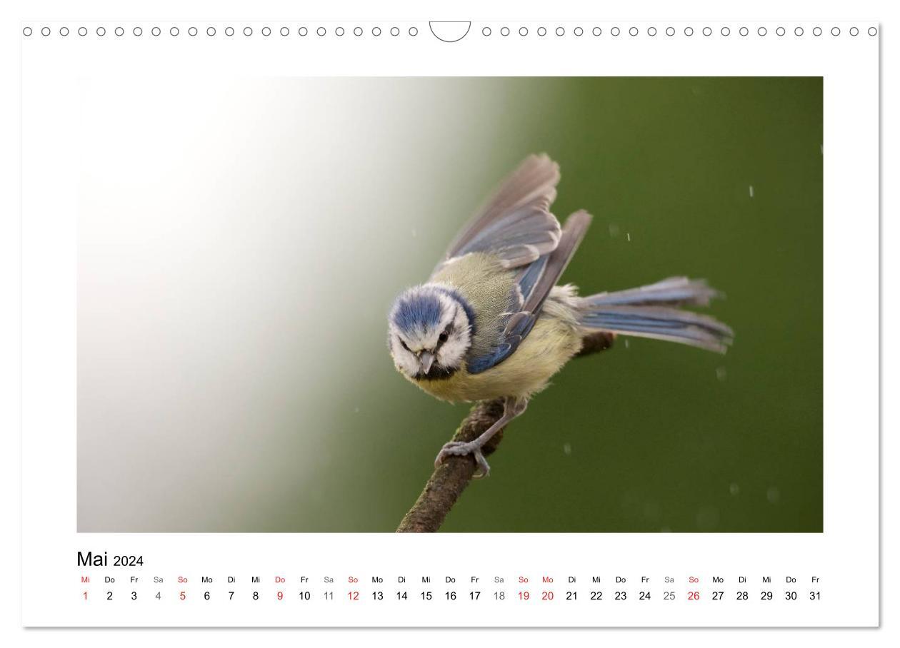 Artisten in Federn - Vögel unserer Gärten (Wandkalender 2024 DIN A3 quer)