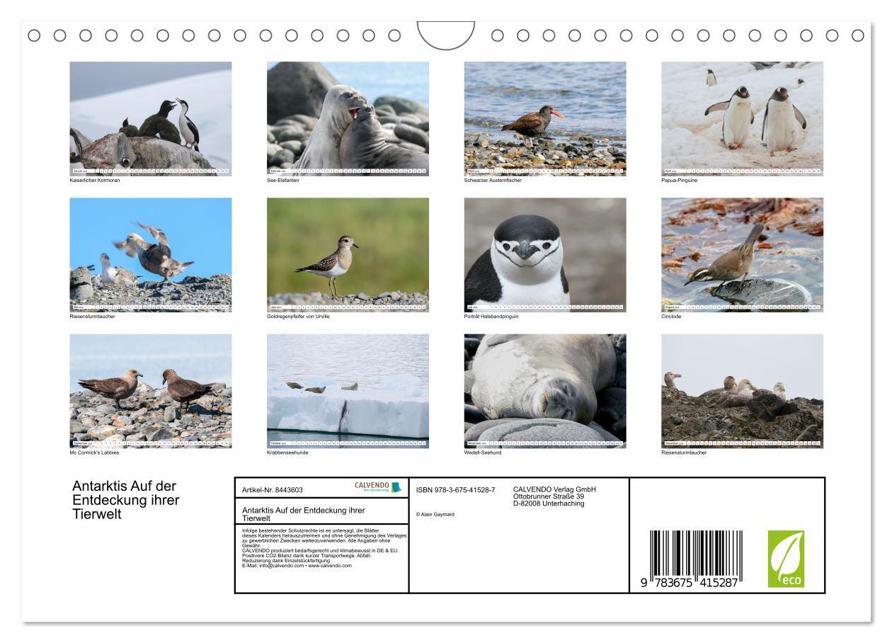 Antarktis Auf der Entdeckung ihrer Tierwelt (Wandkalender 2024 DIN A4 quer)