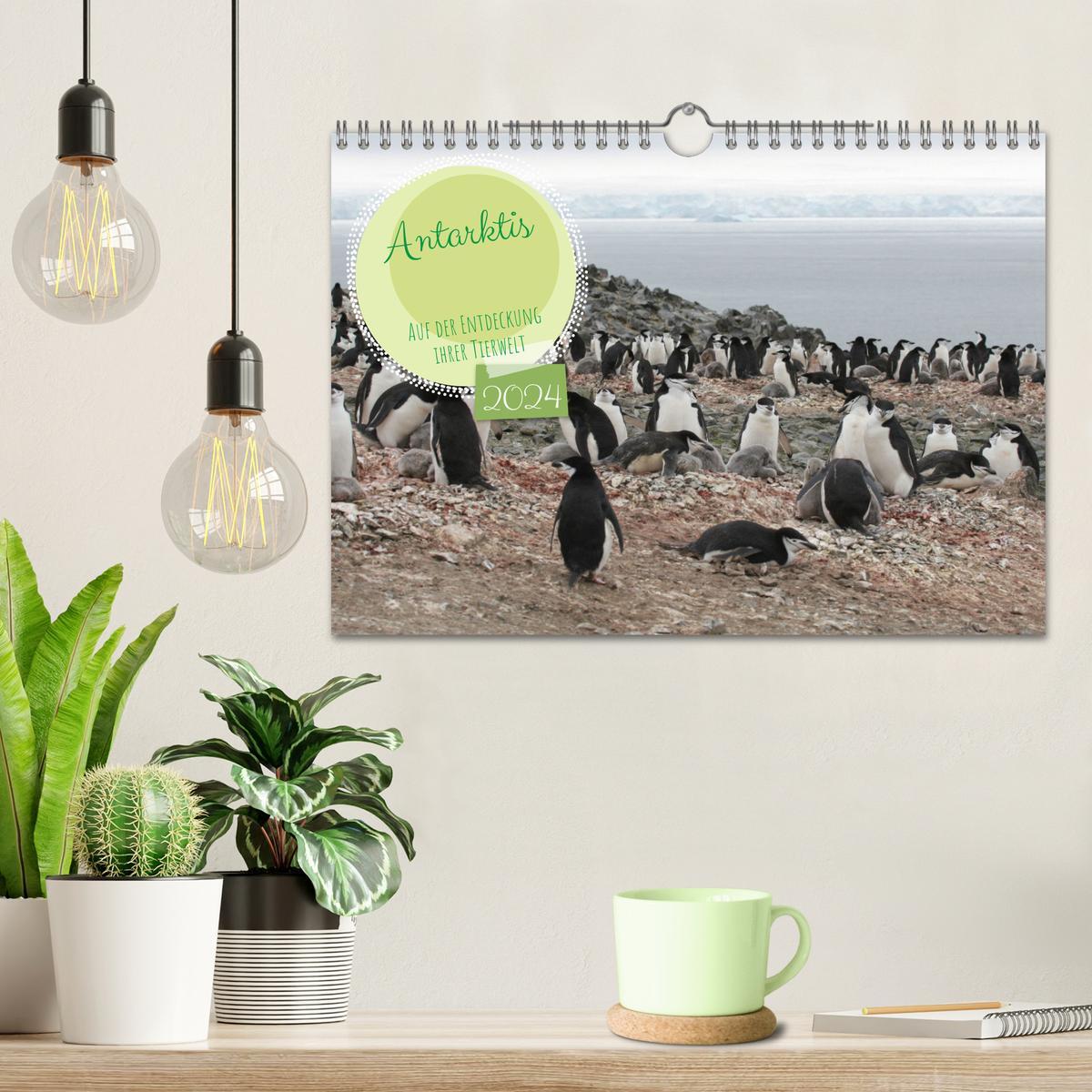 Antarktis Auf der Entdeckung ihrer Tierwelt (Wandkalender 2024 DIN A4 quer)