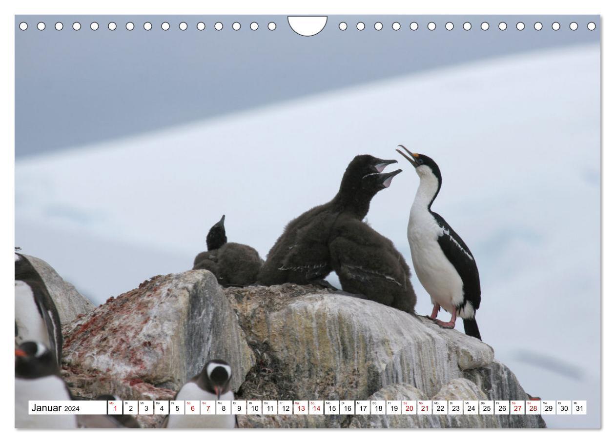 Antarktis Auf der Entdeckung ihrer Tierwelt (Wandkalender 2024 DIN A4 quer)