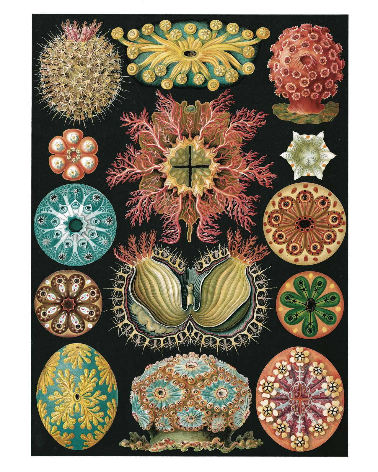 Ernst Haeckel: Kunstformen der Natur. Posterbuch mit 22 Postern