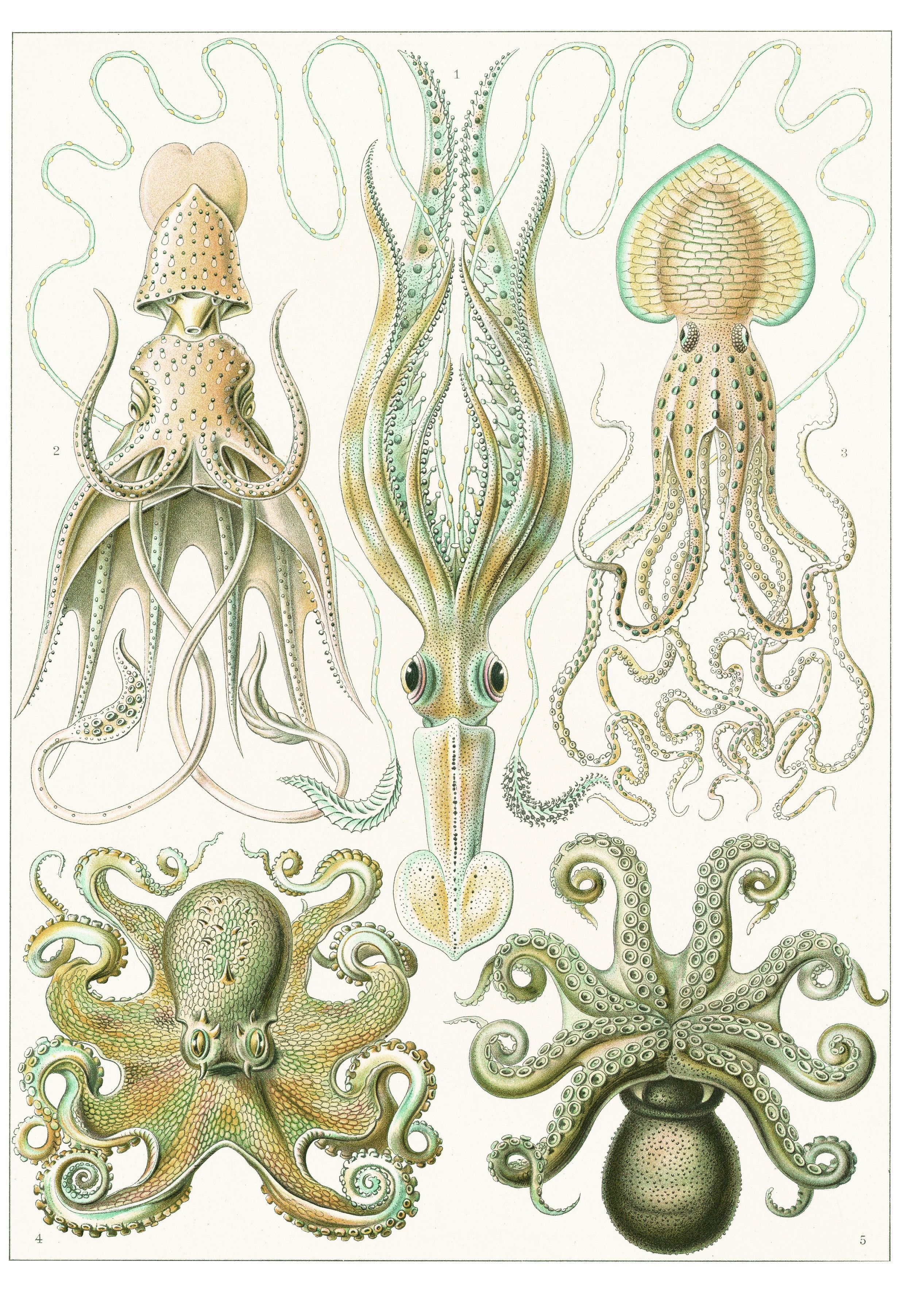 Ernst Haeckel: Kunstformen der Natur. Posterbuch mit 22 Postern