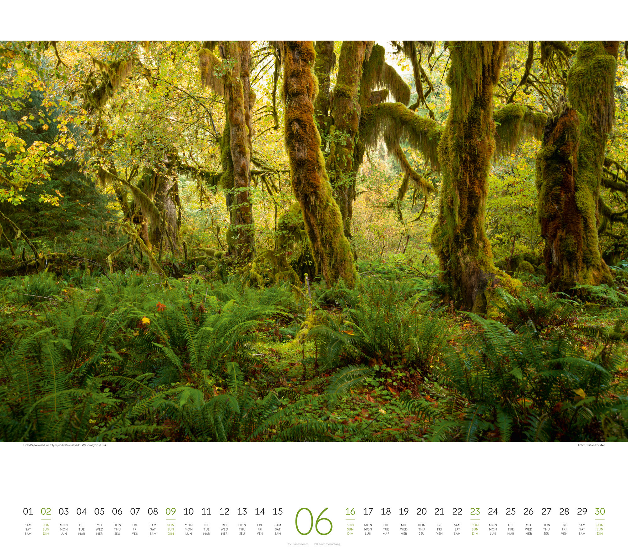 Wald Kalender 2024