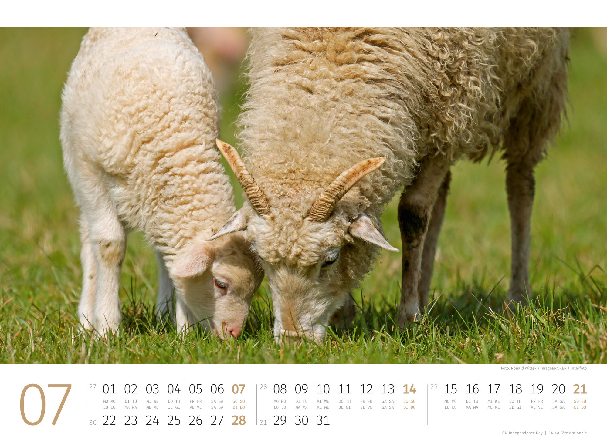 Schafe Kalender 2024
