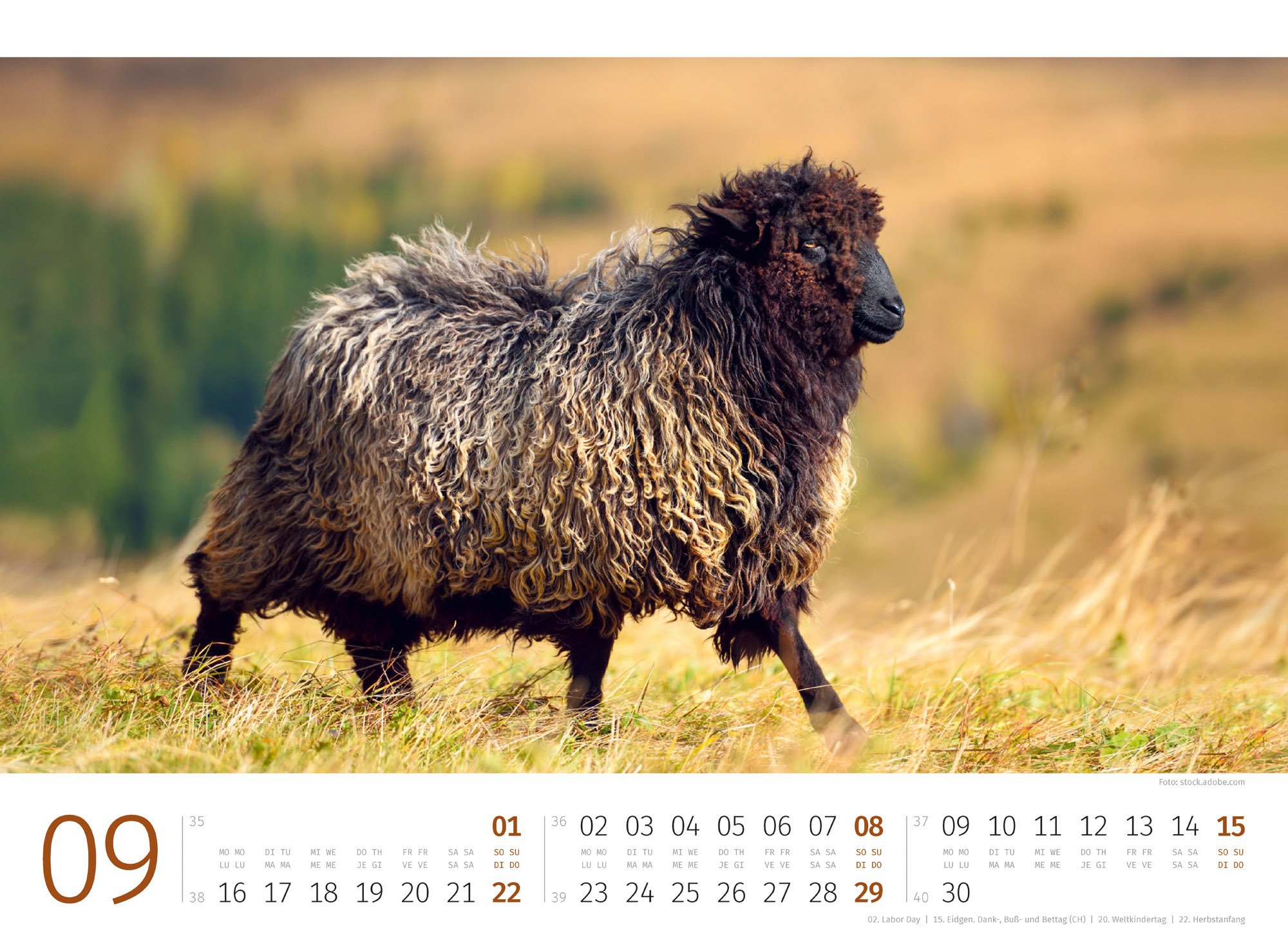 Schafe Kalender 2024