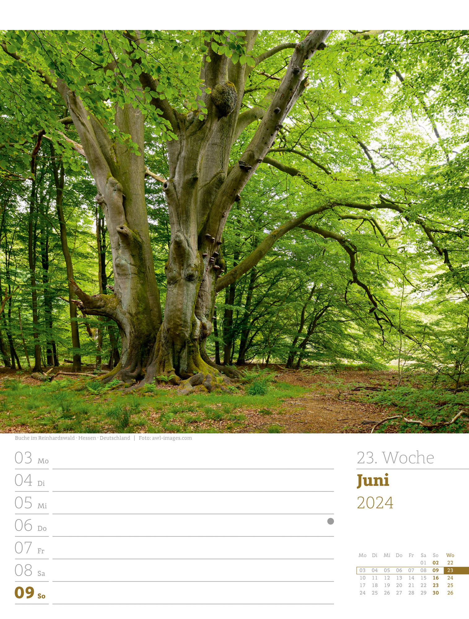 Unser Wald - Wochenplaner Kalender 2024