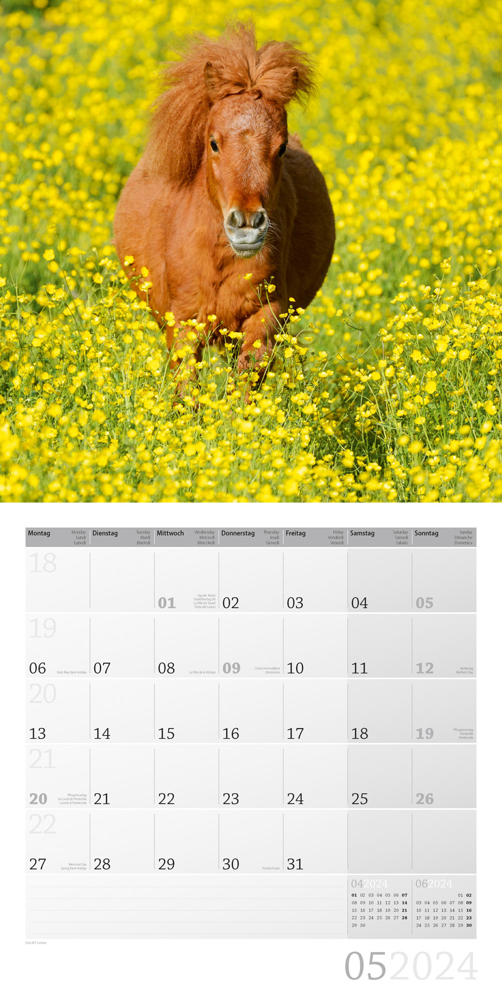 Pferde Kalender 2024 - 30x30