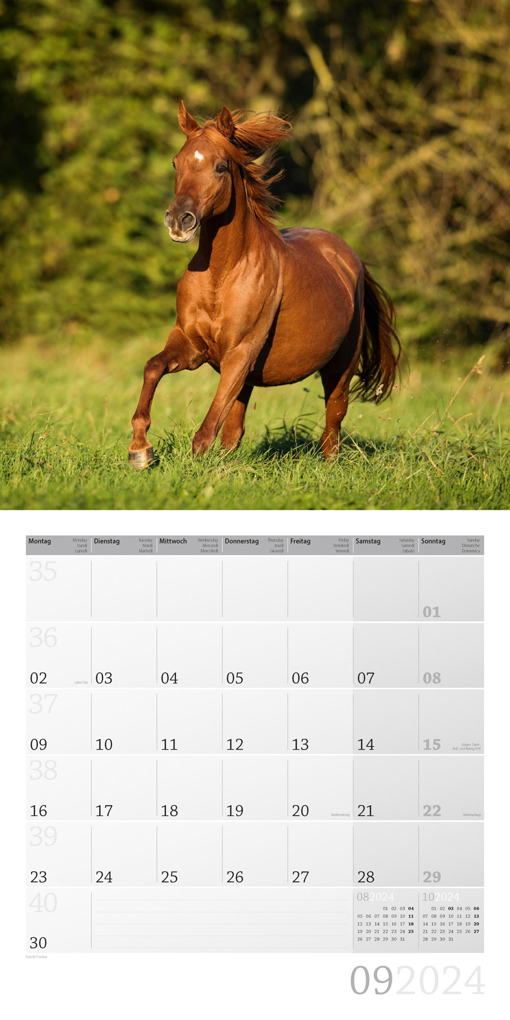 Pferde Kalender 2024 - 30x30