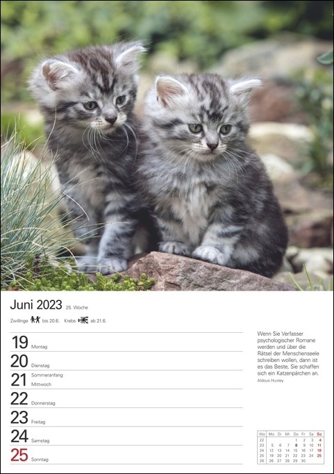 Katzen Wochenplaner. Wandkalender 2023 mit Platz für Notizen und vielen süßen Katzenfotos. Tierkalender 2023 mit praktischer Wochenansicht. Hochformat 25x36 cm