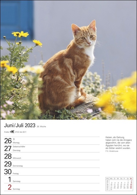 Katzen Wochenplaner. Wandkalender 2023 mit Platz für Notizen und vielen süßen Katzenfotos. Tierkalender 2023 mit praktischer Wochenansicht. Hochformat 25x36 cm